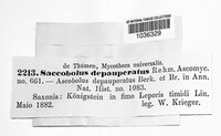 Saccobolus depauperatus image